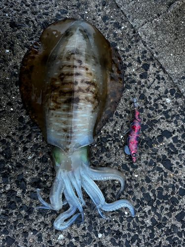 アオリイカの釣果