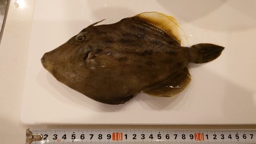 カワハギの釣果