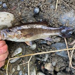 スモールマウスバス