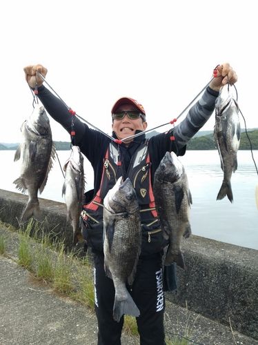 チヌの釣果