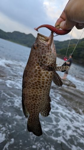 オオモンハタの釣果