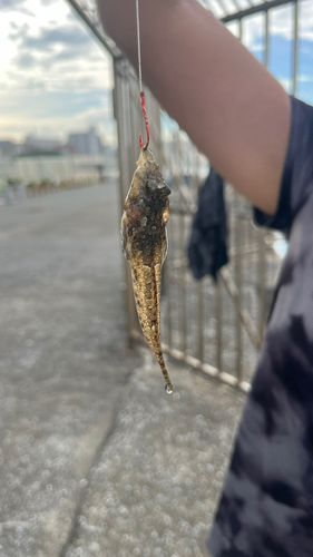 釣果
