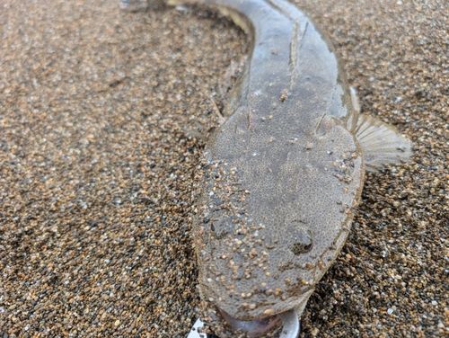マゴチの釣果