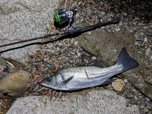 フッコ（マルスズキ）の釣果