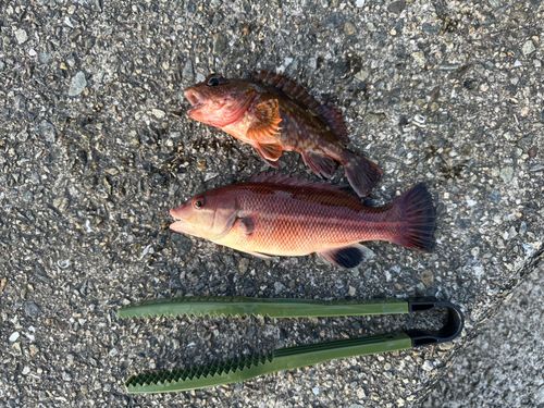 コブダイの釣果