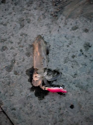 マメイカの釣果