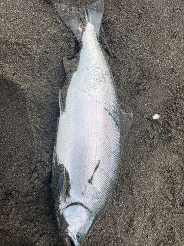 サクラマスの釣果