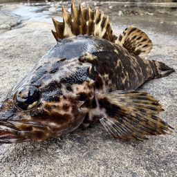 タケノコメバル