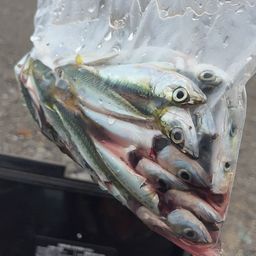 サバ