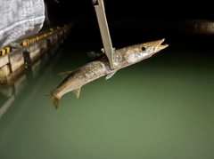 カマスの釣果