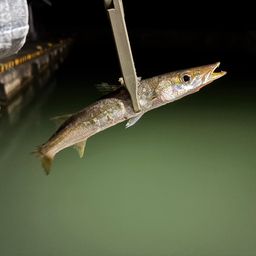 カマス
