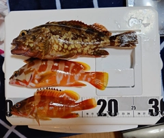 カサゴの釣果