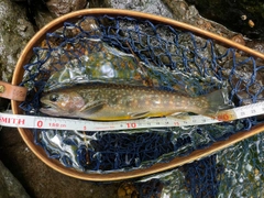 イワナの釣果