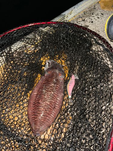 ハリイカの釣果