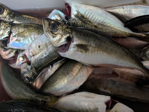 マアジの釣果
