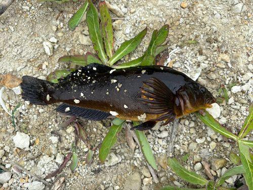 アイナメの釣果