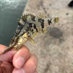 タケノコメバル