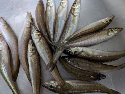 シロギスの釣果