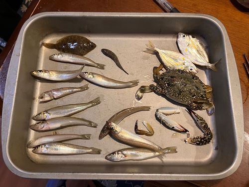 シロギスの釣果