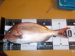 タイの釣果