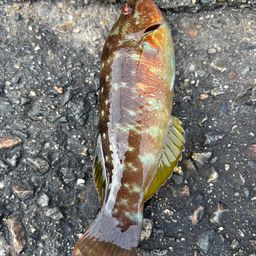 ホシササノハベラ