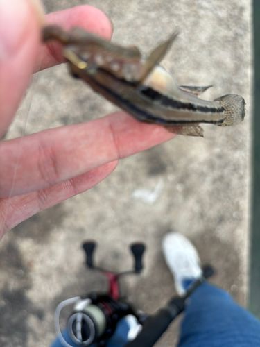 ハゼの釣果