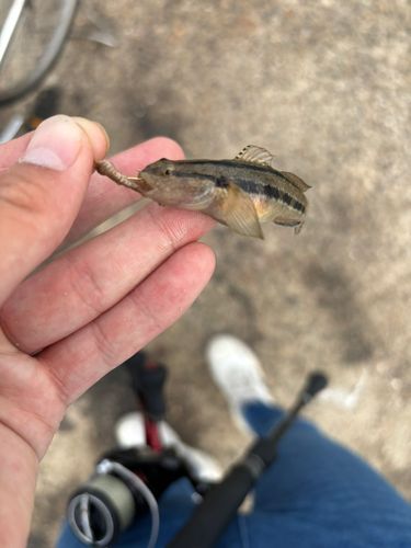 ハゼの釣果