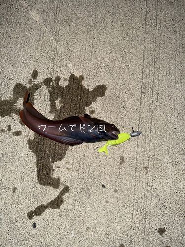 ドンコの釣果