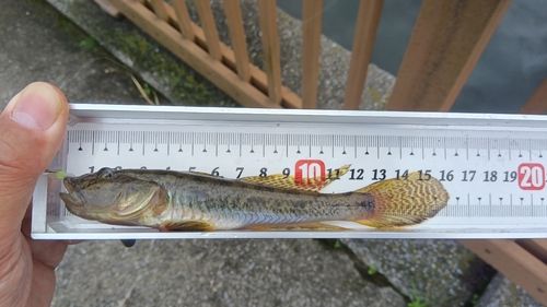 ハゼの釣果