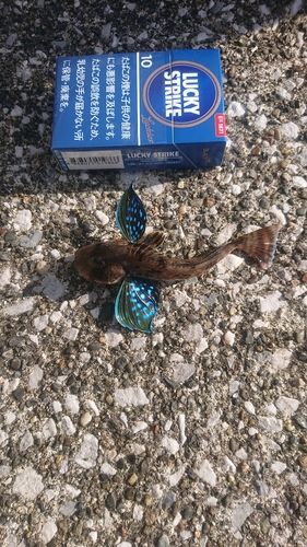 ホウボウの釣果
