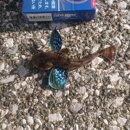 ホウボウ