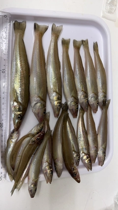 キスの釣果