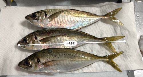 アジの釣果
