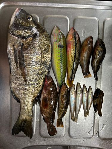 ギザミの釣果