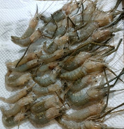 テナガエビの釣果