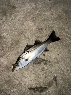 セイゴ（マルスズキ）の釣果