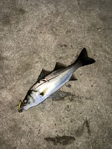 セイゴ（マルスズキ）の釣果