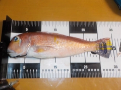 アカアマダイの釣果