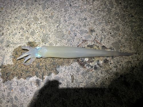 イカの釣果