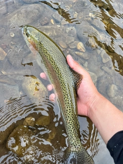 ニジマスの釣果
