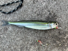 ギンイソイワシの釣果
