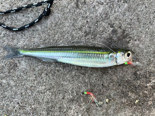 ギンイソイワシの釣果