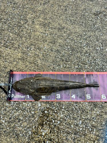 マゴチの釣果