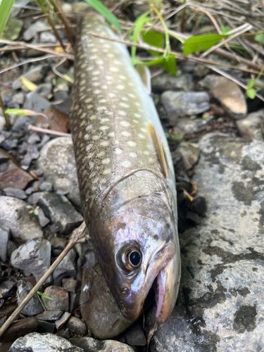 アメマスの釣果