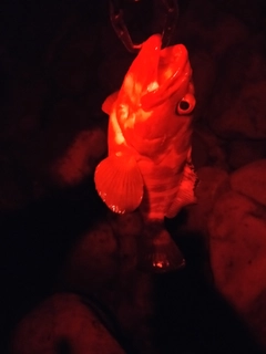 アカハタの釣果