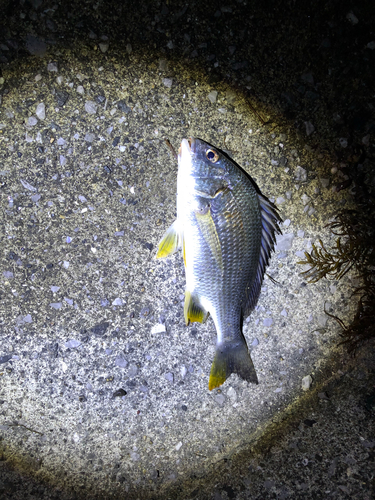 キビレの釣果