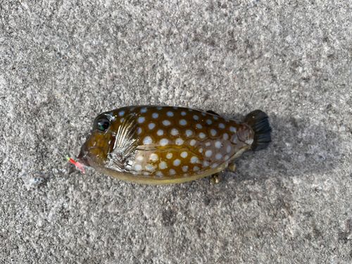 ハコフグの釣果