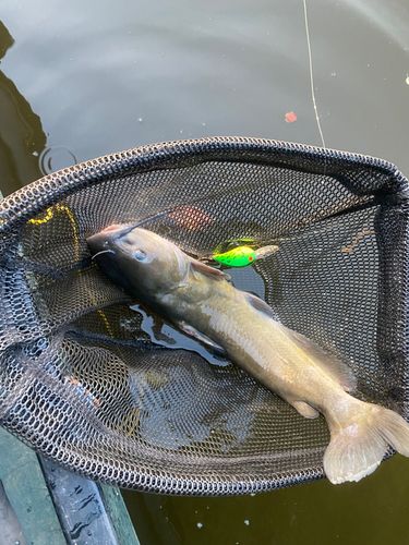 アメリカンキャットフィッシュの釣果