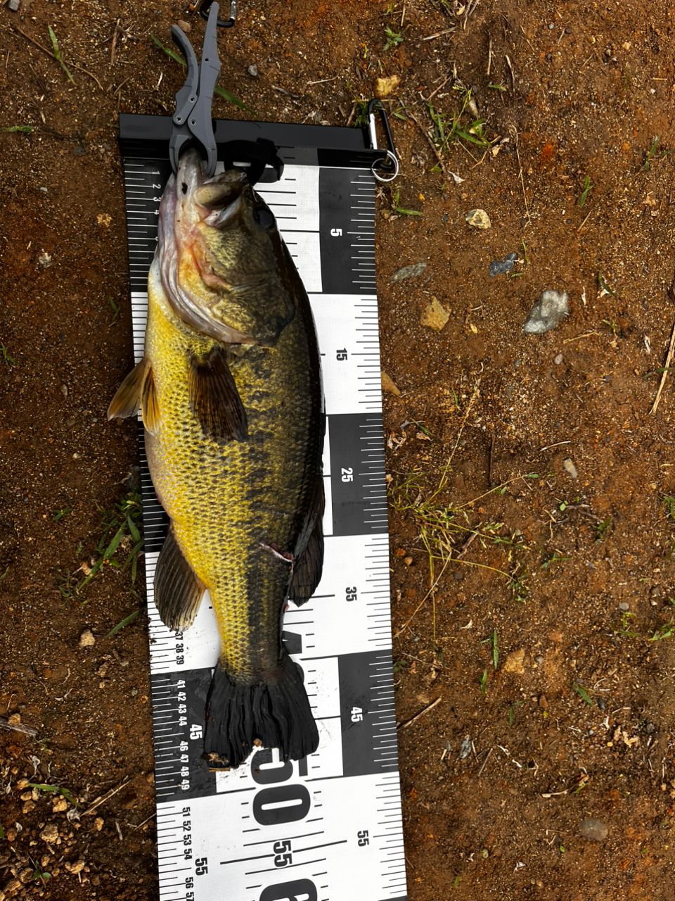 DAIWA 19ブラックレーベル SG 742HFBの最安値・インプレ・釣果