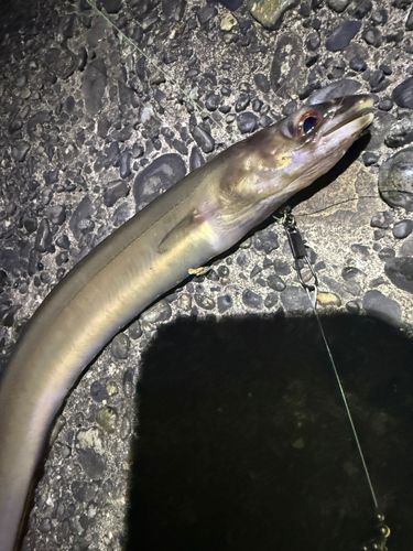 アナゴの釣果